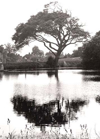 Trees
