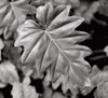 Greenery2