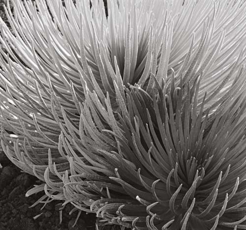 Greenery6