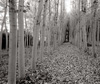 Trees2