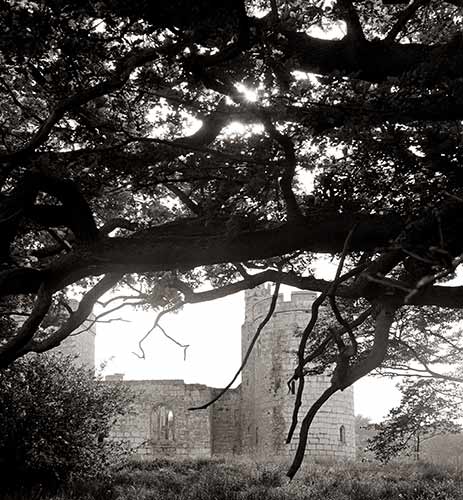 Trees4