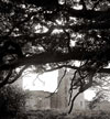 Trees4